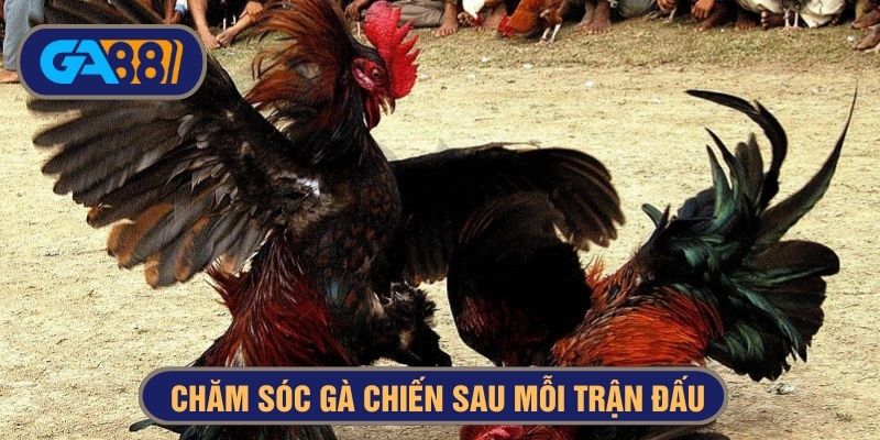 cách chăm gà đá