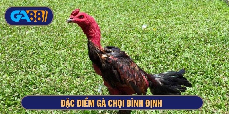 Đặc điểm gà chọi Bình Định