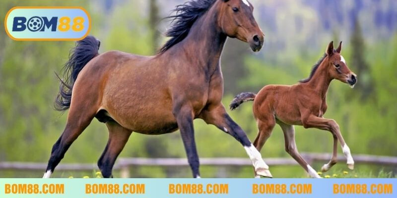 Con số may mắn liên quan đến giấc mơ về ngựa